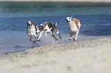WHIPPET 204